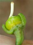  Pistil